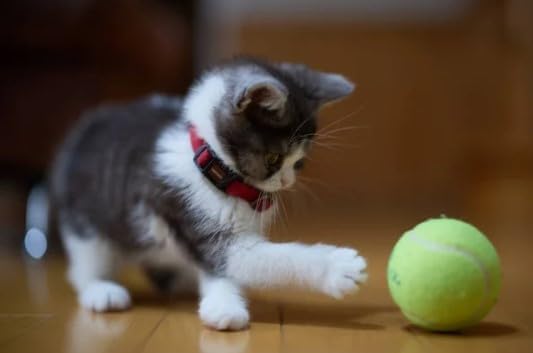 Bio Pet Active Kitten Milk Replacer - Easy-to-Digest Milk Powder with Vitamins, Minerals and Taurine for Kittens and Mothers, 7.05 oz