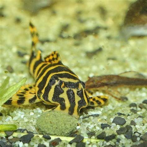 Aquatic Foods Inc. Wafers 3.5mm - 1/8" Intense Color Enhancing Sinking Micro Wafers for All Tropical Fish, Cichlids, Catfish, Plecos, All Bottom Fish, Shrimp, Snails, Crabs, …11oz Small Jar