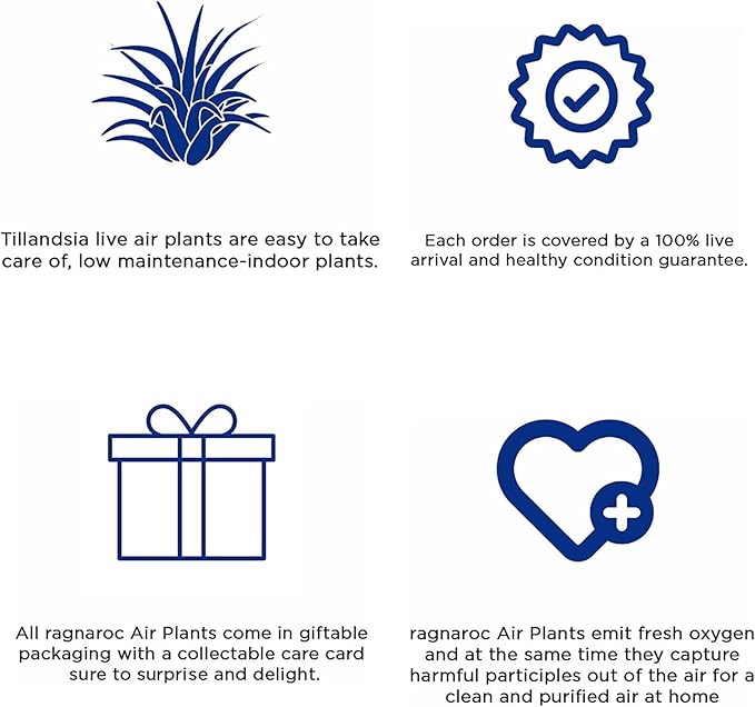 Air Plants - Tillandsia Straminea Jumbo 6-9" - 3ct - Live Arrival Guaranteed - House Plants for Home Decor & Gift