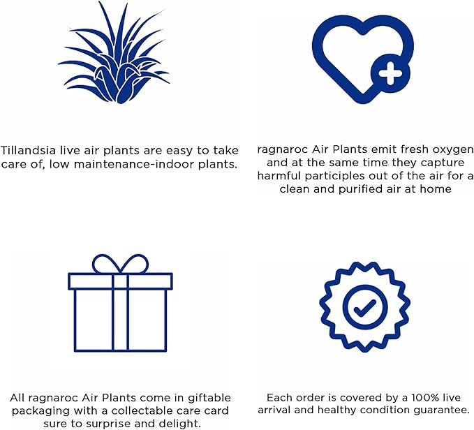 Air Plants - Tillandsia Andreana, Large 4-6" - 2ct - Live Arrival Gauranteed - House Plants for Home Decor & Gift