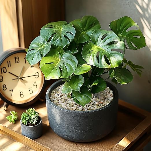 5 LBS Decorative Jade Stones – Ideal for Succulent Cactus Plants, Vase Fillers, Fish Tanks, and Landscaping Projects. 1/5 Inch Stones Promote Healthy Plant Growth (Jade, 5 Pounds)