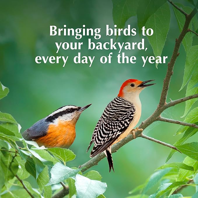 C&S High Energy Delight No Melt Suet Dough, Suet Cakes for Wild Birds, 11 Ounces, Pack of 8