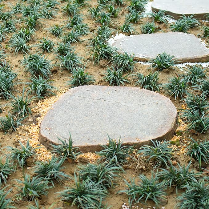 18lb Cactus Pea Gravel Rocks,1/5 Inch Pebbles for Indoor Plants, Natural Succulent Rock and River Rocks Decorative for Aquariums, Vases, Terrarium, Outdoor Gardening, Top Dressing for Potted Plants