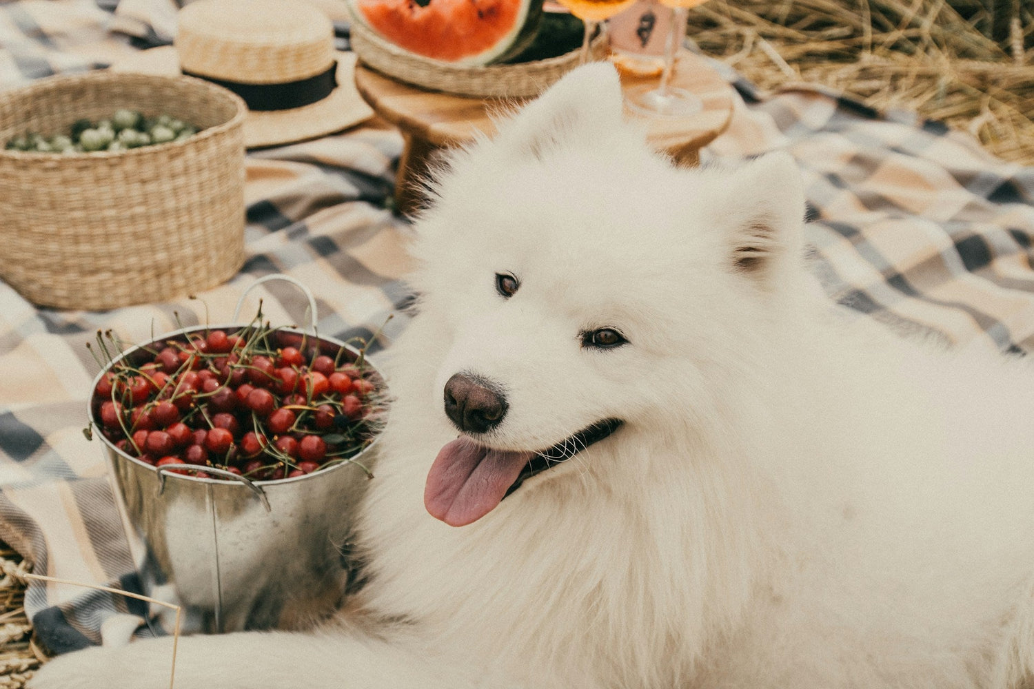 Pet Food & Treats