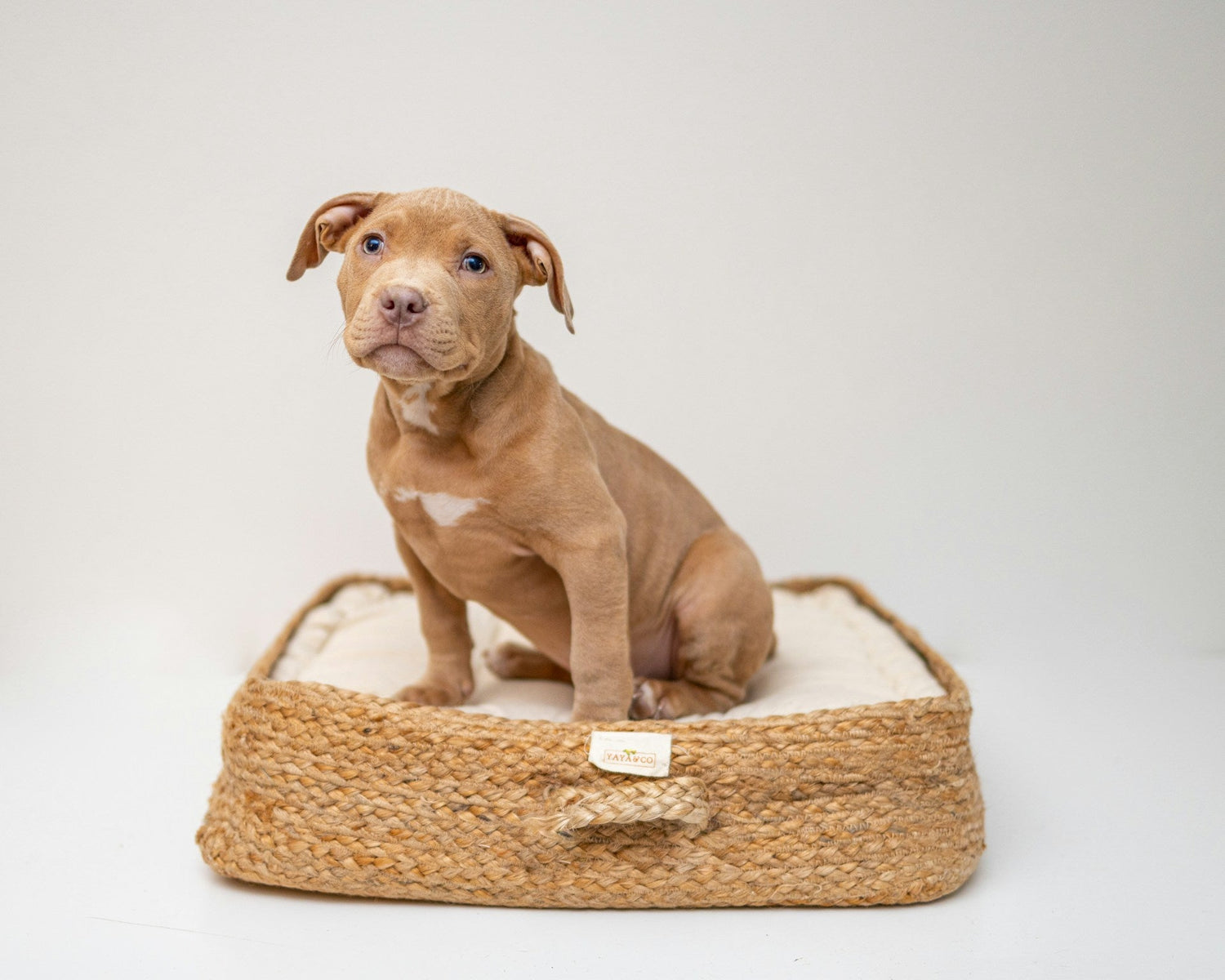 Pet Beds & Furniture