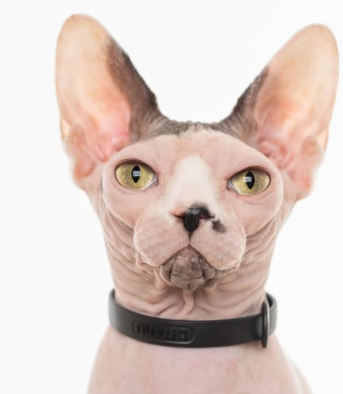 Black Cat Collar - Soft, Comfortable, and Lightweight Breakaway Collar with Name Tag Ring for Outdoor Cats and Sensitive Skin Pets by Nuvuq (6 ⅞" to 10 ¼", Black)