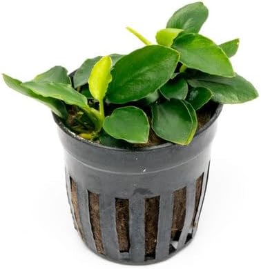Anubias Live Aquarium Plants - Potted Freshwater Plant for Fish Tanks, Terrariums - Beginner Friendly Low Light (Nana Long Wavy, 5 Pots)