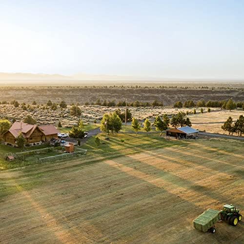 Blue Mountain Hay | Fresh Timothy Hay (40 Ounce) | Great for All Ages | High-Altitude Hay Pet Food for Rabbits, Guinea Pigs, Chinchillas, Hamsters, and Other Small Pets