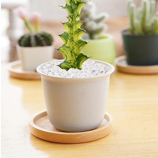 5 lbs White Aquarium Gravel, 1/5 Inch White Rocks for Plants, Small Pebbles for Vases, Succulents, Bamboo, Natural Decorative Pebbles for Plants Drainage, Cactus, Crafts