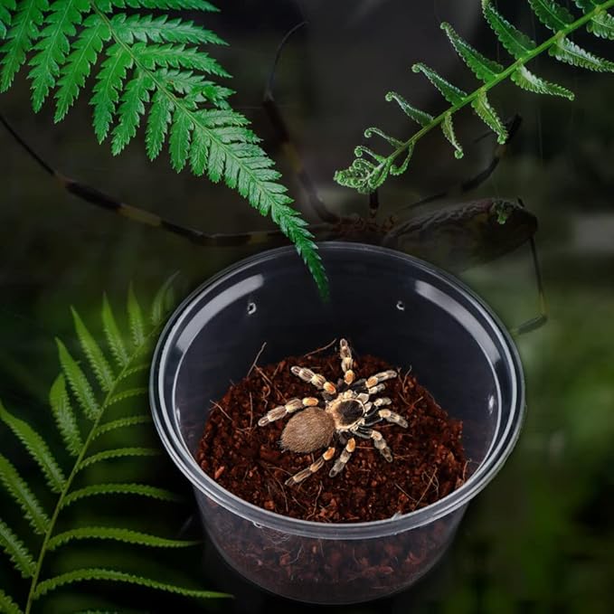 10 Pcs Spider Terrariums Breeding Box Small Round Hatching Container Acrylic Feeding Box for Spider Scorpion Centipede Insect