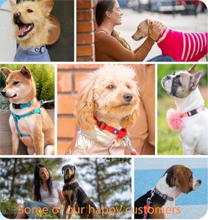 Blueberry Pet X-Small Adjustable Boy Dog Collar | for Male Dog, Durable & Quick Release for Pet Owners