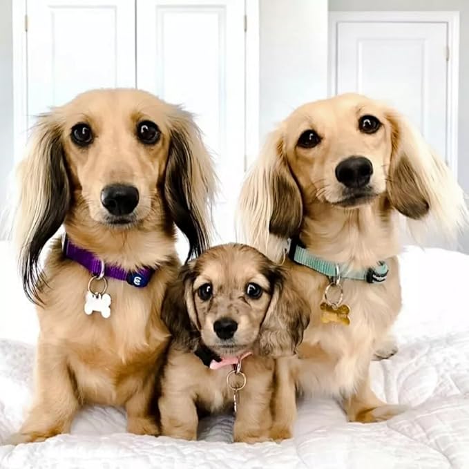 Blueberry Pet Essentials Medium Dog Collar in Black | Adjustable & Eco-Friendly Durable Nylon Strap | Classic Collar for Medium Dogs, Boy & Girl Pets