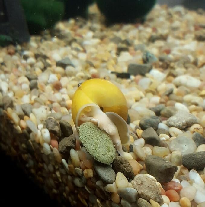 Aquatic Foods Inc. 4-Type Ultra Mix of 1/2" - 12mm Sinking Wafers, Spirulina-Algae, Worm, Shrimp, Intense Color Enhancing Wafers for Plecos, Shrimp, Snails, All Tropical Fish - 1/2-lb