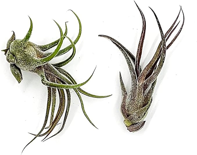 Air Plants - Tillandsia Pruinosa, Large 3-5" - 2ct - Live Arrival Guaranteed - House Plants for Home Decor & Gift