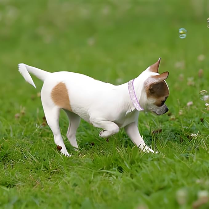 Cute Dog Collar with Bling Rhinestone, Fancy Crystal Diamond Glitter Pretty Jewel Soft Cat Collars for Small Medium Large Breed Dogs Girl Female Pet Puppy Kitten Terrier, Black XXL