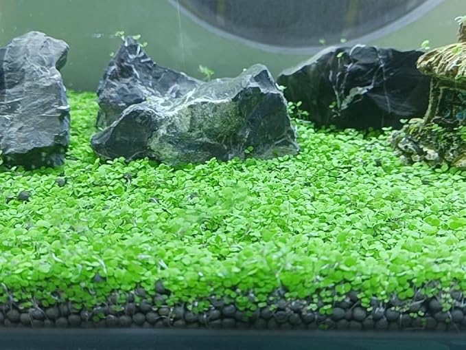 4 Pack Aquarium Plant S.e.e.ds, no Artificial Plastic Plant, Fish Tank Live Grass for All Substrate (0.36ozTiny+0.36oz Long+0.36oz Short+0.36oz Big Dual) ZQV-005