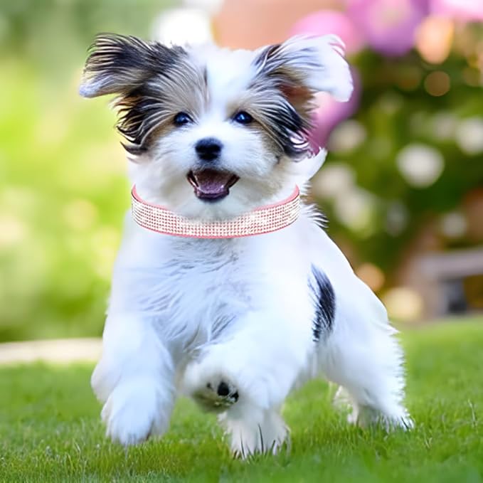 Cute Dog Collar with Bling Rhinestone, Fancy Crystal Diamond Glitter Pretty Jewel Soft Cat Collars for Small Medium Large Breed Dogs Girl Female Pet Puppy Kitten Terrier, Black XXL