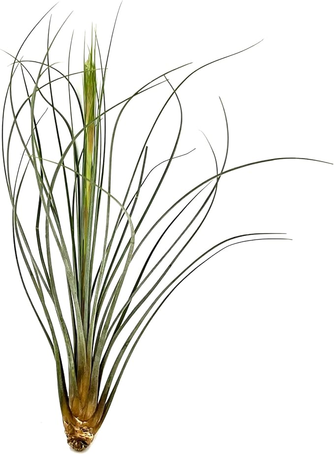 Air Plants - Tillandsia Juncea, Jumbo 8-12" - 5ct - Live Arrival Guaranteed - House Plants for Home Decor & Gift