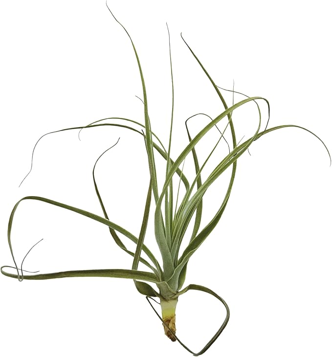 Air Plants - Tillandsia Straminea Jumbo 6-9" - 5ct - Live Arrival Guaranteed - House Plants for Home Decor & Gift