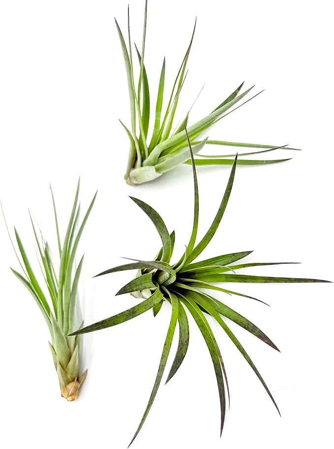 Air Plants - Tillandsia Fasciculata Tricolor, Large 4-6" - 3ct - Live Arrival Guaranteed - House Plants for Home Decor & Gift