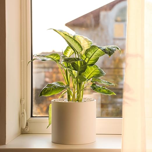 2.5 lbs Coarse Silica Sand for Indoor Plants, 1/5 Inch Natural Decorative Gravel for Vases, Aquariums, Terrarium, Fish Tank, Drainage Rocks for Potted Plants, Bamboo, Succulent, Crafts, Cactus