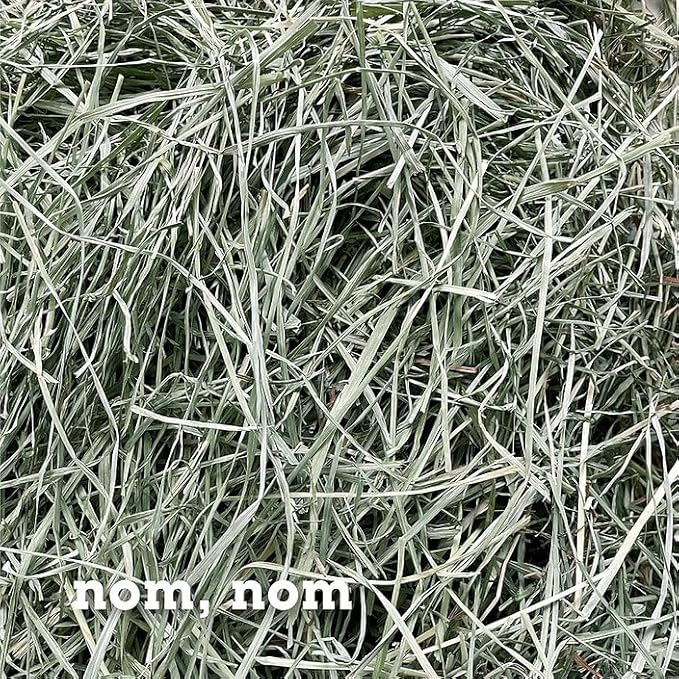 Bunny Honey Orchard Grass Hay for Guinea Pigs, Rabbits, Hamsters & Small Pets Fresh, High-Fiber, Supports Digestive Health & Dental Care, Non-Blended & Fresh Cut