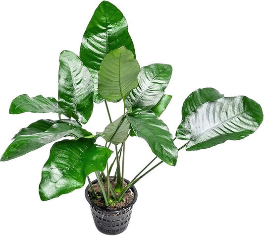 Anubias Live Aquarium Plants - Potted Freshwater Plant for Fish Tanks, Terrariums - Beginner Friendly Low Light (Barteri, Mother Plant)