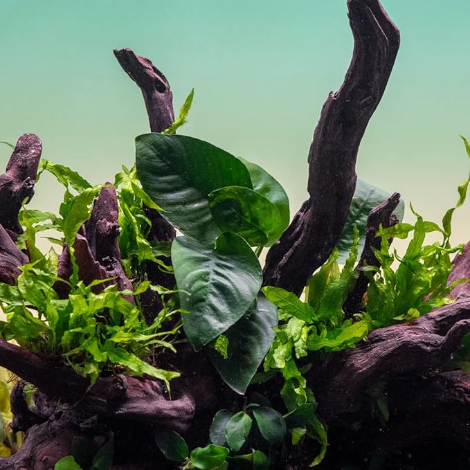 Anubias Live Aquarium Plants - Potted Freshwater Plant for Fish Tanks, Terrariums - Beginner Friendly Low Light (Barteri Butterfly, 5 Pots)