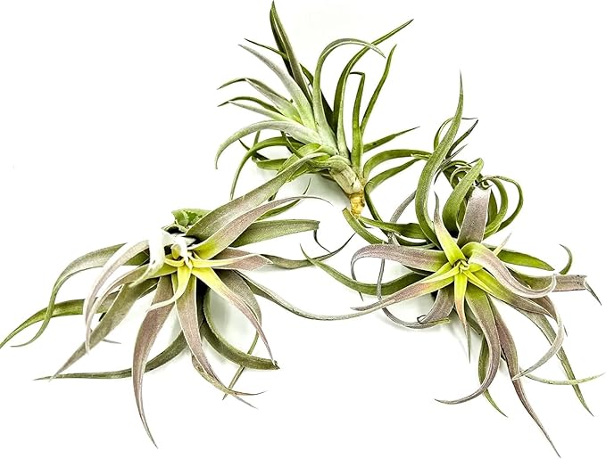 Air Plants - Tillandsia Cacticola, Jumbo 6-9" - 1ct - Live Arrival Guaranteed - House Plants for Home Decor & Gift
