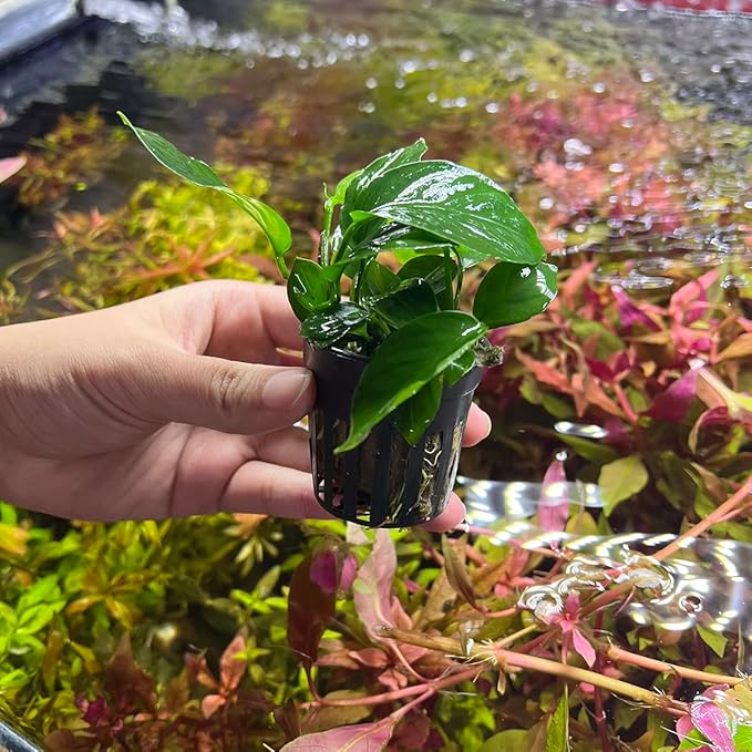 Anubias Live Aquarium Plants - Potted Freshwater Plant for Fish Tanks, Terrariums - Beginner Friendly Low Light (Barteri Broad Leaf, 1 Pot)