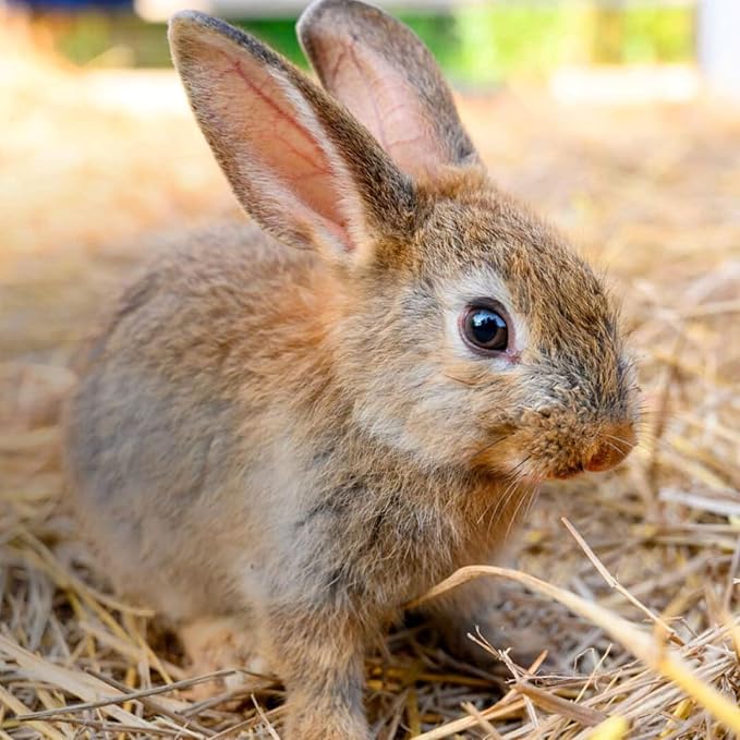 Blue Mountain Hay | Organic Bedding Straw (10 lb) | Natural Pet Bedding & Insulation for Rabbits, Guinea Pigs, Goats, Chickens, Stray & Feral Cats, and Small Animal Shelters