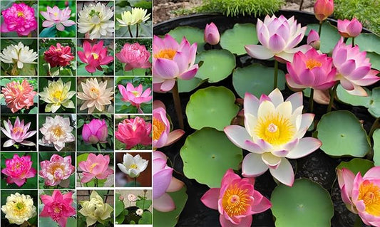 50 Sacred Lotus Seeds for Planting in Water Mixed Flower Color Pink Red White Yellow Multicolor Aquatic Nelumbo nucifera Bonsai Bowl Lotus Seed Ponds Water Feature Gardens Water Lily (50, Lotus Seed)