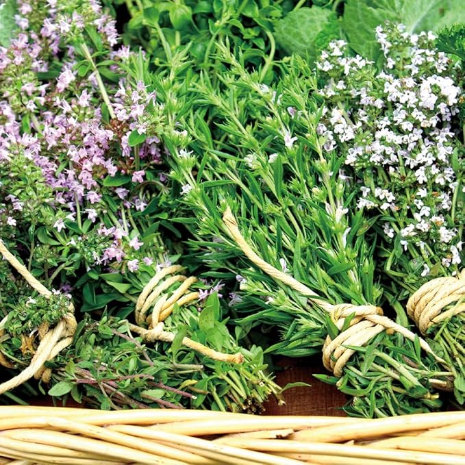 Aromatics International Lemon Thyme Hydrosol 100ml | Citrus-Herbal Aromatic Spray for Home Use