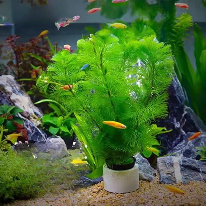 21 Stems Cabomba Live Plants Aquarium, Green Cabomba Live Aquarium Plants, Cabomba Plants Live, 4 to 6 Inches Tall