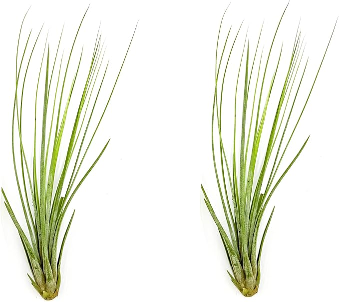 Air Plants - Tillandsia Juncea, Jumbo 8-12" - 2ct - Live Arrival Guaranteed - House Plants for Home Decor & Gift