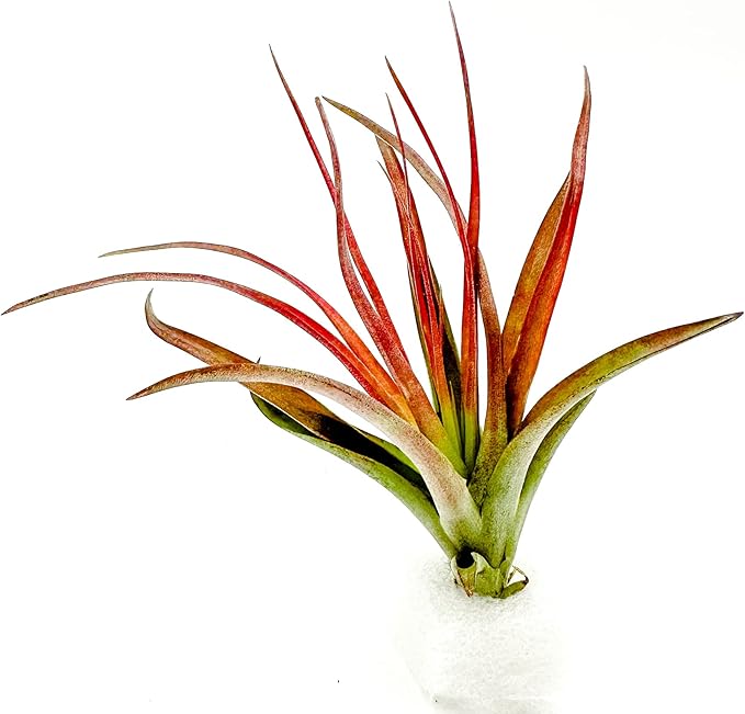 Air Plants - Tillandsia Brachycaulos Abdita, Large 4-6" - 1 ct - Live Arrival Guaranteed - House Plants for Home Decor & Gift
