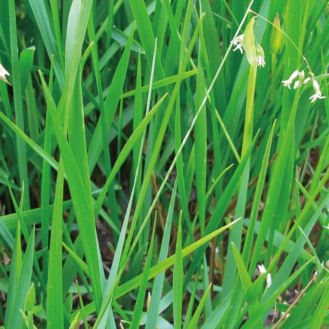 Aromatics International Sweet Grass Hydrosol 100ml | Fresh Aromatic Spray for Home Spaces