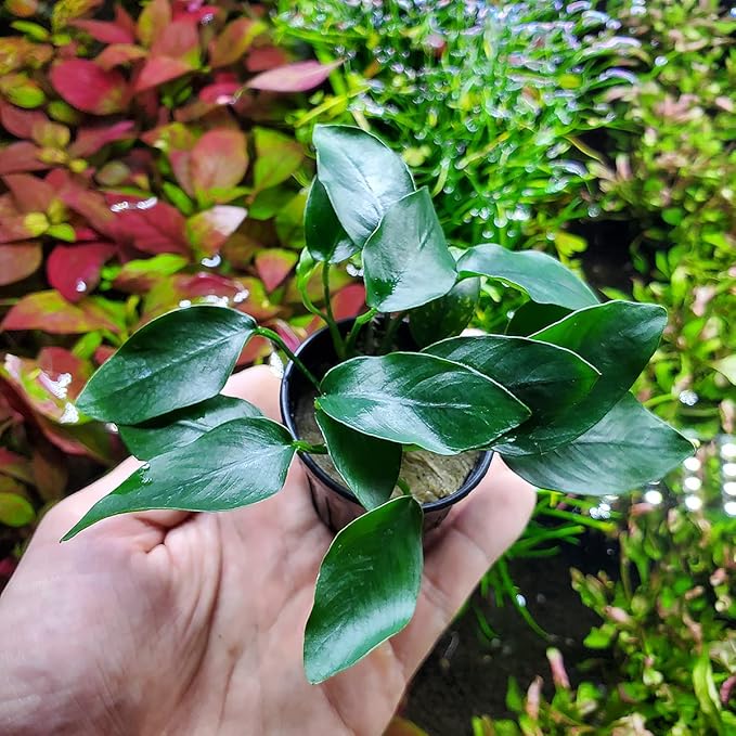 Anubias Live Aquarium Plants - Potted Freshwater Plant for Fish Tanks, Terrariums - Beginner Friendly Low Light (Congensis Mini, 5 Pots)
