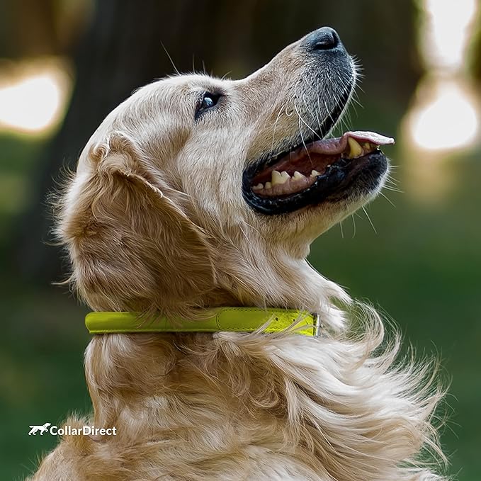 CollarDirect Rolled Leather Dog Collar, Soft Padded Round Puppy Collar, Handmade Genuine Leather Collar Dog Small Large Cat Collars 13 Colors (13-16 Inch, Lime Green Textured)