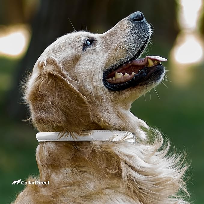 CollarDirect Rolled Leather Dog Collar, Soft Padded Round Puppy Collar, Handmade Genuine Leather Collar Dog Small Large Cat Collars 13 Colors (6 Inch, White Textured)