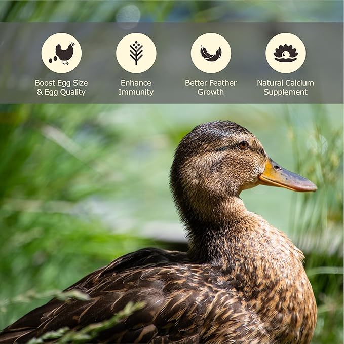 5.5LB Dried Black Soldier Fly Larvae, More Calcium Than Dried Mealworms, High Protein Chicken Feed, Poultry Treat