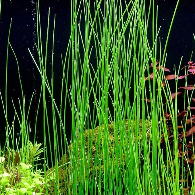 AQUARIUM PLANTS DISCOUNTS Potted Tall Hairgrass by AquaLeaf Aquatics - Easy Aquatic Live Plant