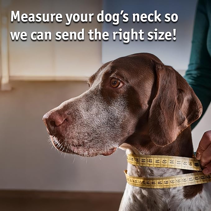 Biothane Custom Dog Collar – Waterproof, Stink-Proof Personalized Collar with Name & Phone Number – Durable, Many Sizes and Colors – Assembled in USA (Forest Green)