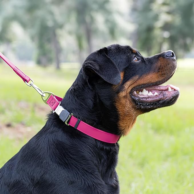 Dogline Biothane Waterproof Dog Collar with Herm Sprenger Black Stainless Steel Quick Release Buckle – Heavy Duty Tactical Durable Collar for Dogs – Comfortable, Safe Pet Collar W3/4" L12-19 Magenta