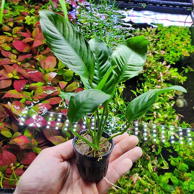 Anubias Live Aquarium Plants - Potted Freshwater Plant for Fish Tanks, Terrariums - Beginner Friendly Low Light (Heterophylla, 1 Pot)