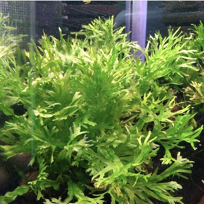 Anubias, Java Fern, Moss and more! Freshwater Live Aquarium Plants on Driftwood for Aquatic Tropical Fish Tank Decorations - Easy for Beginner by Greenpro (Java Fern Windelov)