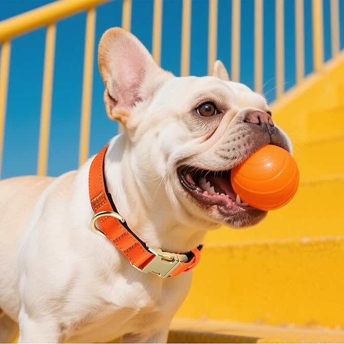 Didog Soft Padded Dog Collar for Large Dogs, Colorful and Durable Pet Collar with Quick Release Buckle, Light and Breathable for Daily Walking, Orange, L