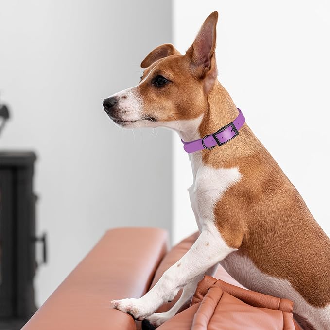 Dogline Biothane Waterproof Dog Collar Strong Coated Nylon Webbing with Black Hardware Odor- Proof for Easy Care Easy to Clean High Performance Fits Small Medium or Large Dogs, Amethyst Purple