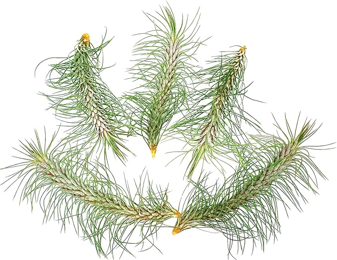 Air Plants - Colombian Tillandsia Funckiana, Large 5" - 5ct - Live Arrival Guaranteed - House Plants for Home Decor & Gift