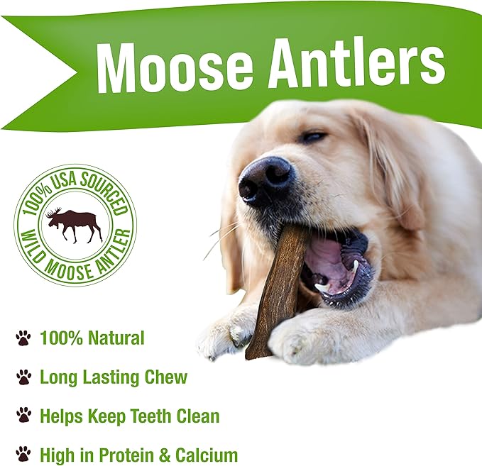 Buck Bone Organics Dog Chews, Moose Antlers for Dogs, Long Lasting Dog Bones for Aggressive Chewers, All Natural, No Preservatives, Wild Shed in The USA (Large)